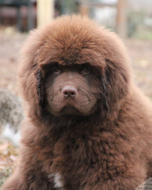 Фото: ньюфаундленд Фактурный Фрукт с Берега Дона (Fakturnyi Frukt s Berega Dona)