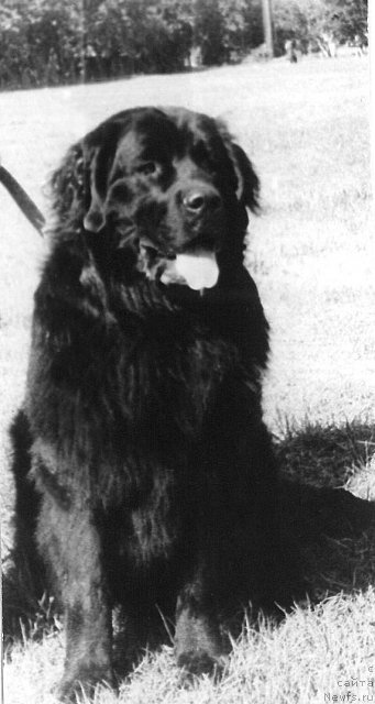 Фотография № 81008