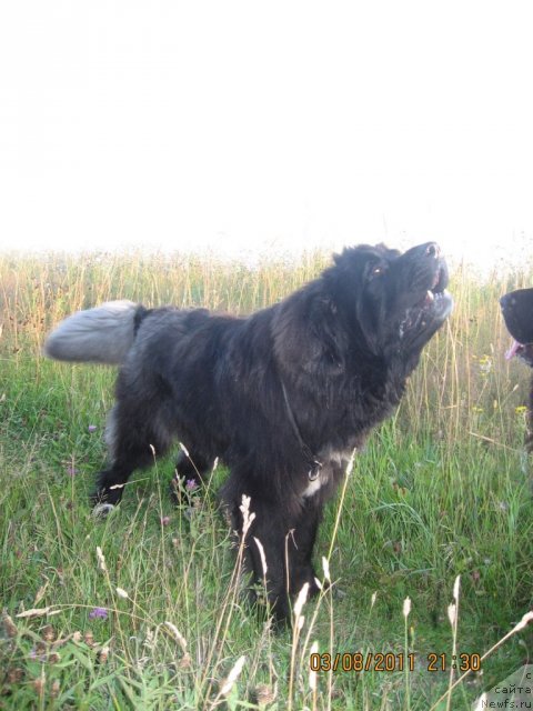 Фото: ньюфаундленд Балустар де Мантальчино, Балушка