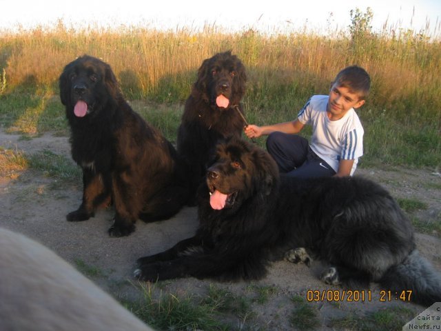 Фото: Слева направо:, ньюфаундленд Барбара Черный Брильянт, ньюфаундленд Бьянка Седьмое Чудо Света, ньюфаундленд Балустар де Мантальчино
