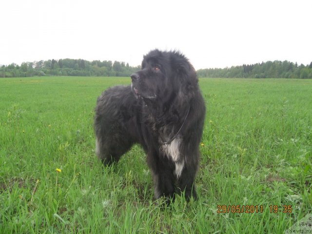 Фото: ньюфаундленд Балустар де Мантальчино