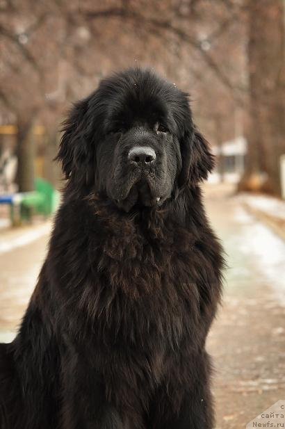 Фото: ньюфаундленд Акватория Келвин Оушен Дрим
