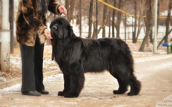 Фотография № 81029