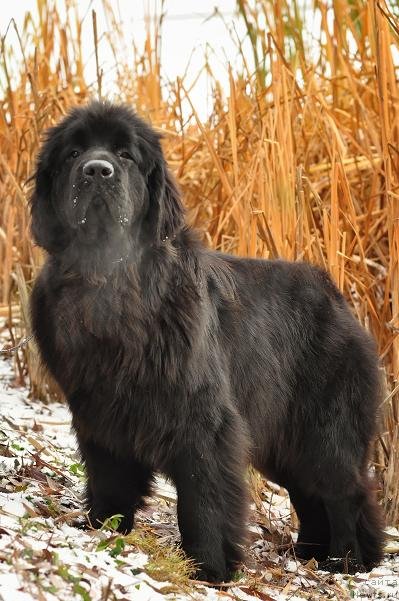 Фото: ньюфаундленд Акватория Келвин Оушен Дрим