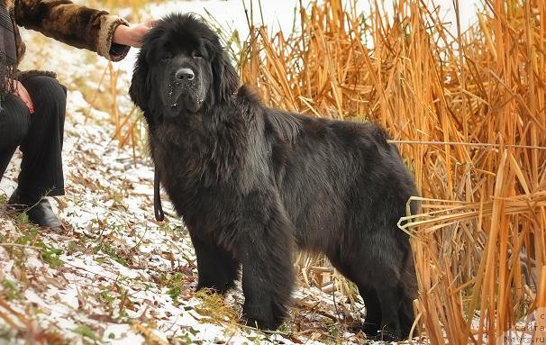 Фото: ньюфаундленд Акватория Келвин Оушен Дрим
