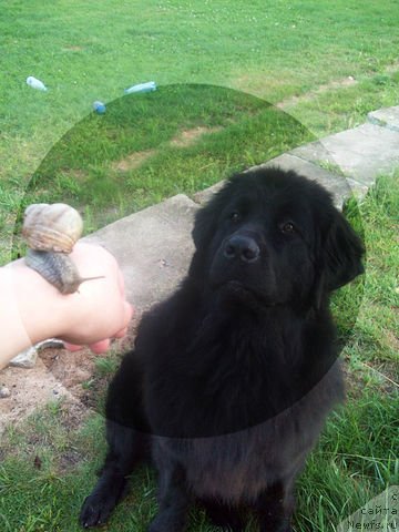 Фото: ньюфаундленд Чудная Красавица