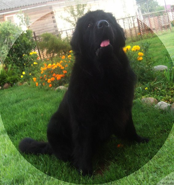 Фото: ньюфаундленд Чудная Красавица