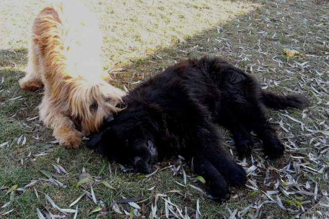 Фото: Зар(ньюф)и Аська(бриар)