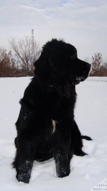 Фото: ньюфаундленд Пассия Короля из Медвежьего Яра (Passia Korolya iz Medvejyego Yara)