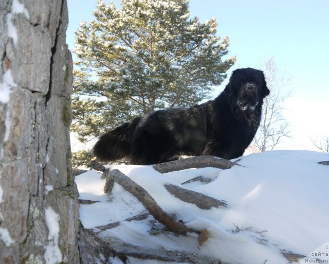 Фото: ньюфаундленд Рембрант Творец Шедевров
