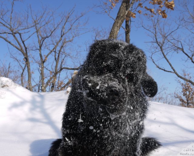 Фото: ньюфаундленд Рембрант Творец Шедевров