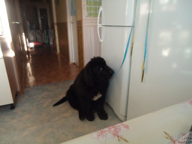 Фотография № 81067