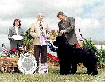 Фото: ньюфаундленд Wyatt Earp vom Riesrand