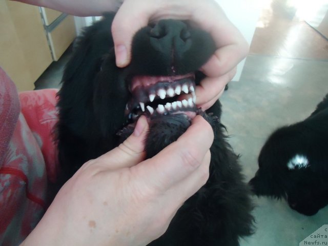 Фотография № 81071