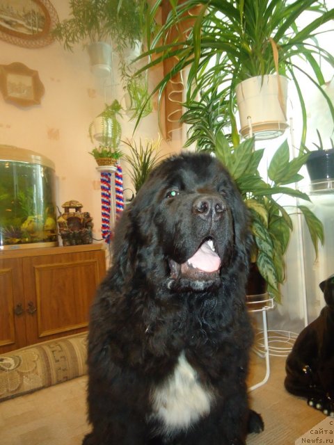 Фотография № 81076