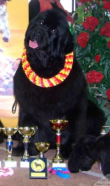 Фото: ньюфаундленд Велл Спирит Лилит (Vell Spirit Lillit)