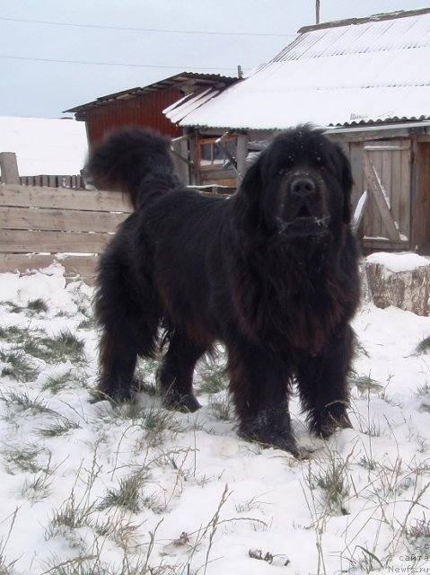 Фото: ньюфаундленд Ньюфорт Любимая Забава