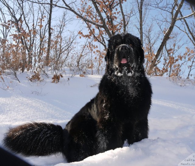 Фото: ньюфаундленд Рембрант Творец Шедевров