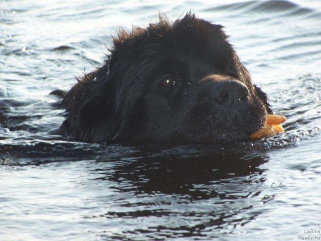 Фото: ньюфаундленд Велл Спирит Лилит (Vell Spirit Lillit)