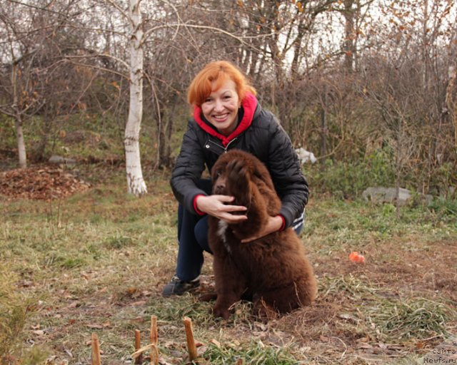 Фото: ньюфаундленд Феноменальный Факт с Берега Дона (Fenomenalnyi Fakt s Berega Dona), и, Елена Сердюкова