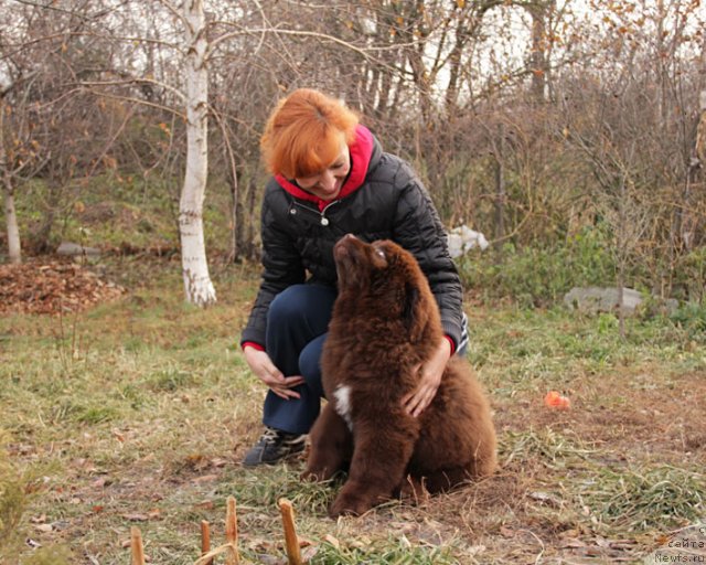 Фото: ньюфаундленд Феноменальный Факт с Берега Дона (Fenomenalnyi Fakt s Berega Dona), и, Елена Сердюкова