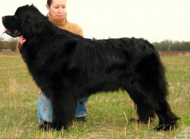 Фото: ньюфаундленд Загадка Доминика Кара Дениз (Zagadka Dominika Kara Deniz)