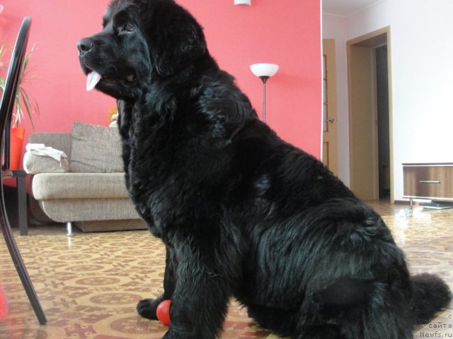 Фото: ньюфаундленд Жемчужина Сибири от Марлеон Дусвик