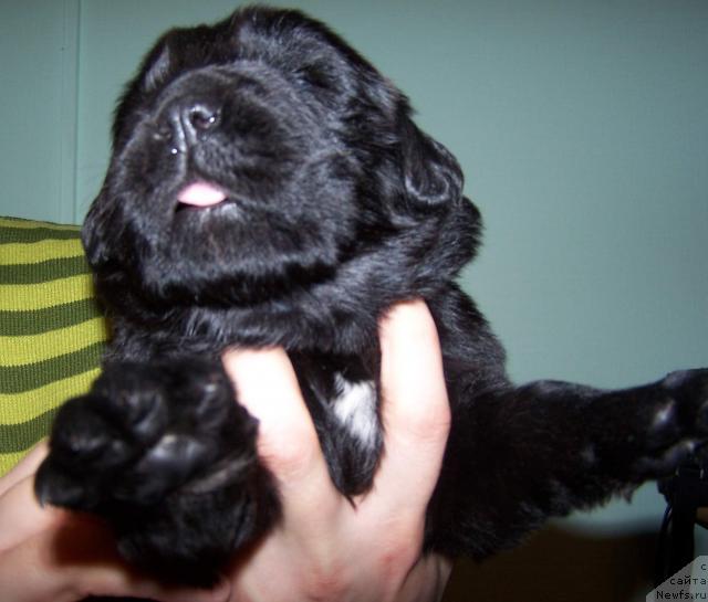 Фото: ньюфаундленд Акватория Келвин Заратустра