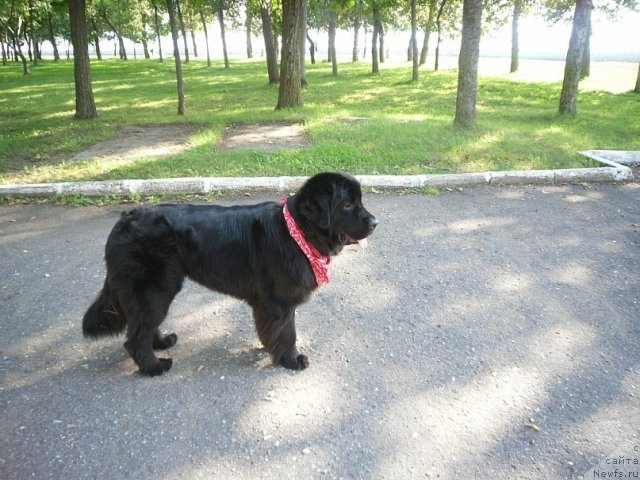 Фото: ньюфаундленд Мирабелла из Тихого Омута