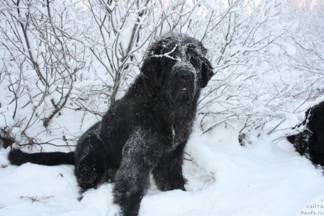 Фото: ньюфаундленд Бегущая по Волнам Зеро Коол
