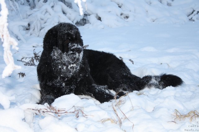 Фото: ньюфаундленд Fortuna of Giant's Island