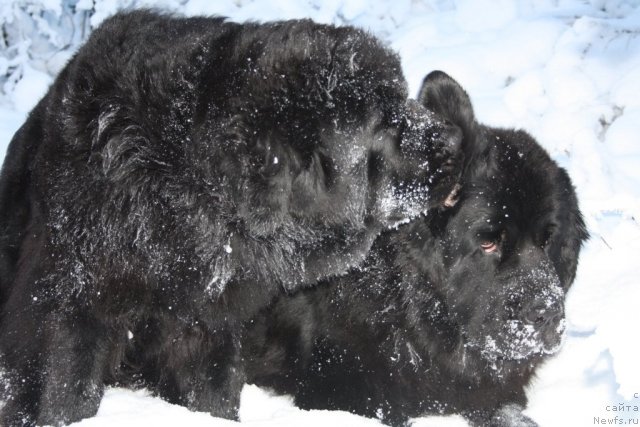 Фото: ньюфаундленд Fortuna of Giant's Island, ньюфаундленд Глория Гранд Блек