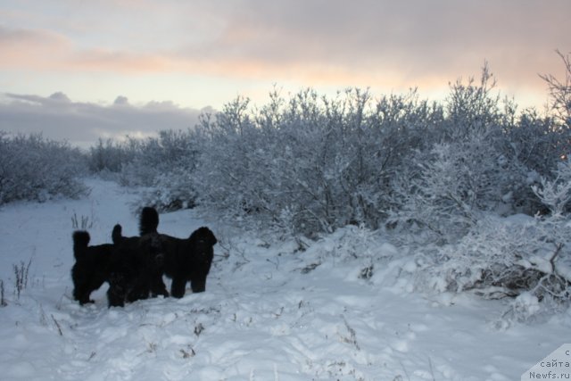 Фото: ньюфаундленд Fortuna of Giant's Island, ньюфаундленд Глория Гранд Блек, ньюфаундленд Бегущая по Волнам Зеро Коол