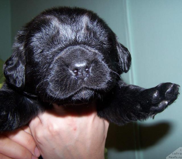 Фото: ньюфаундленд Акватория Келвин Заратустра