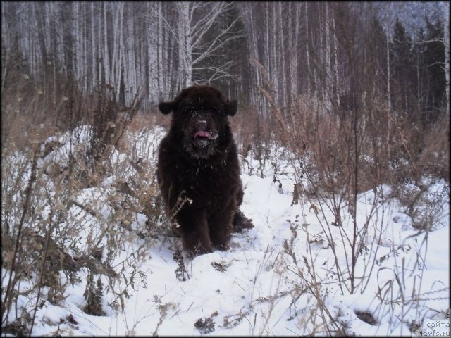 Фото: ньюфаундленд Черный Шарм Абрикосовая Карамель