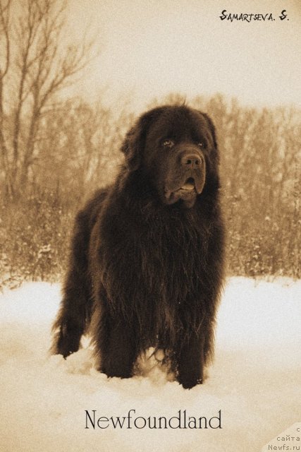 Фото: ньюфаундленд Лесная Сказка Королевский Медведь (Lesnaja Skazka Korolevskiy Medved)