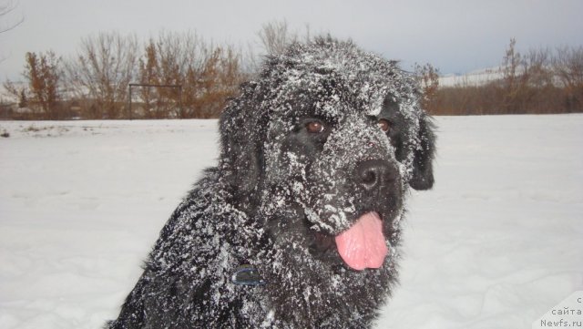 Фото: ньюфаундленд Пассия Короля из Медвежьего Яра (Passia Korolya iz Medvejyego Yara)