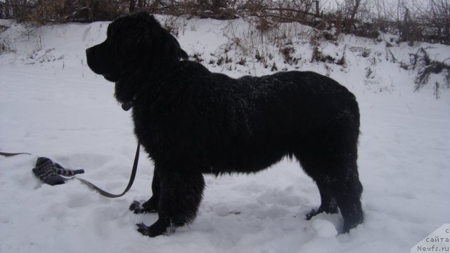 Фото: ньюфаундленд Пассия Короля из Медвежьего Яра (Passia Korolya iz Medvejyego Yara)