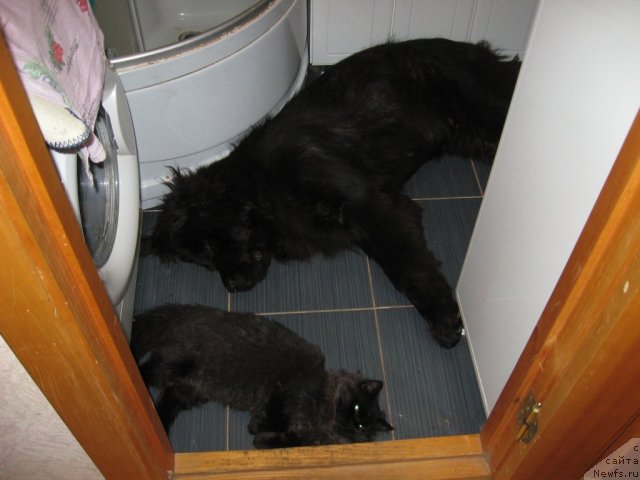 Фото: Александрия Моя Радость, Пушок