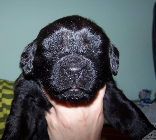 Фото: ньюфаундленд Акватория Келвин Звездная Королева (Aquatoriya Kelvin Zvezdnaya Koroleva)