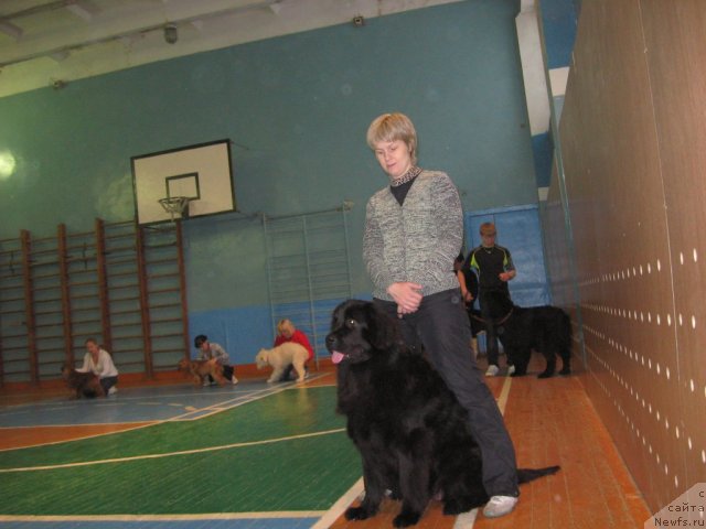 Фото: Ольга Будина, ньюфаундленд Александрия Моя Радость, ньюфаундленд Уильям Наследник Трона, Иван Вотчал