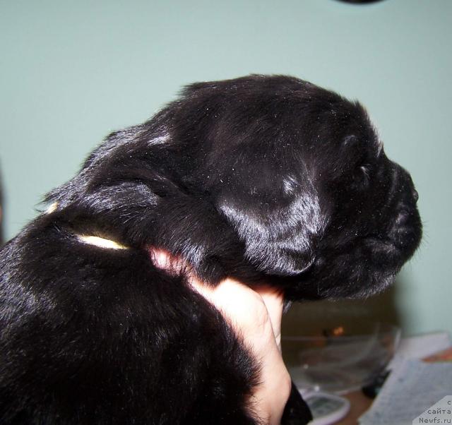 Фото: ньюфаундленд Акватория Келвин Звездная Королева (Aquatoriya Kelvin Zvezdnaya Koroleva)