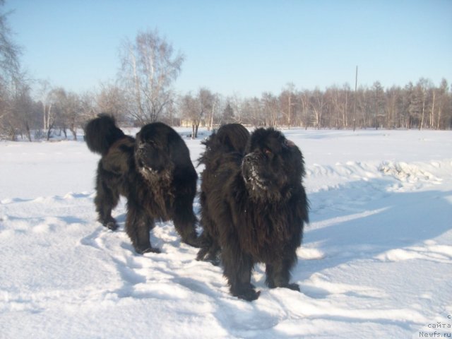 Фото: ньюфаундленд Ярада из Сибирской Глубинки (Yarada iz Sibirskoy Glubinki)