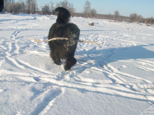 Фото: ньюфаундленд Карат из Медвежьего Яра (Karat iz Medvejyego Yara)