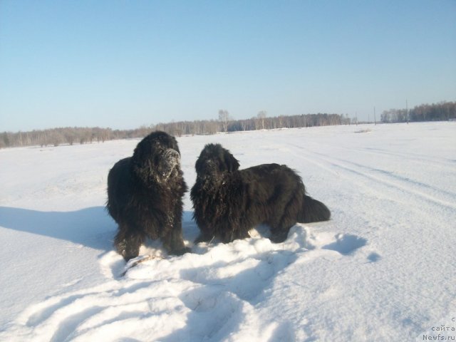 Фото: ньюфаундленд Ярада из Сибирской Глубинки (Yarada iz Sibirskoy Glubinki), ньюфаундленд Карат из Медвежьего Яра (Karat iz Medvejyego Yara)