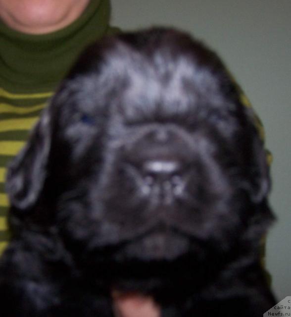 Фото: ньюфаундленд Акватория Келвин Захар