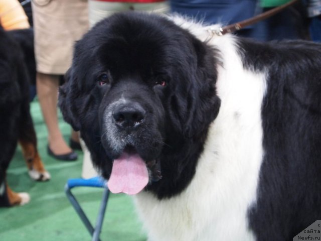 Фотография № 81194