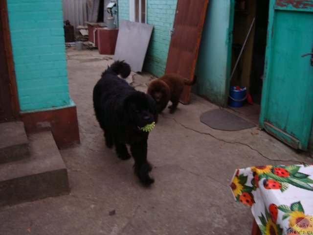 Фото: ньюфаундленд Феноменальный Факт с Берега Дона (Fenomenalnyi Fakt s Berega Dona), ньюфаундленд Зачарованный Мир с Берега Дона