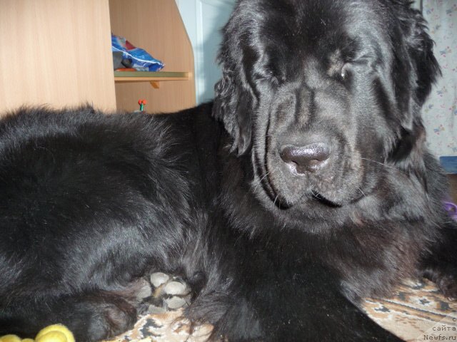 Фото: ньюфаундленд Мирабелла из Тихого Омута