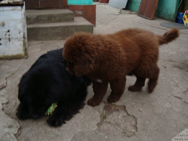 Фото: ньюфаундленд Зачарованный Мир с Берега Дона, ньюфаундленд Феноменальный Факт с Берега Дона (Fenomenalnyi Fakt s Berega Dona)